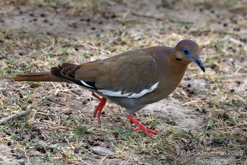 White-winged Dove