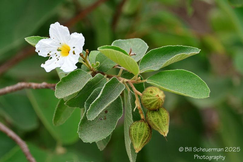 Texas Olive