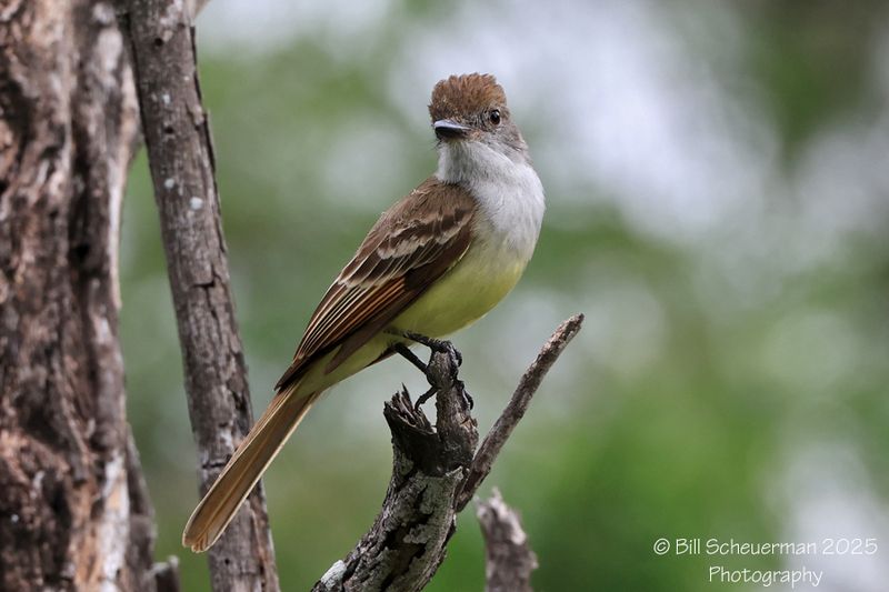 Brown-crested Flycatcher