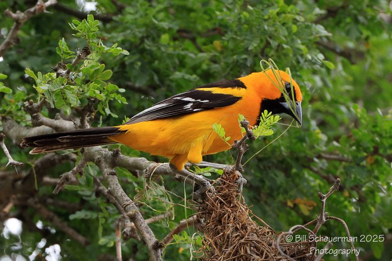 Altamira Oriole
