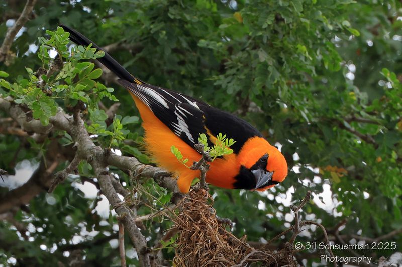 Altamira Oriole