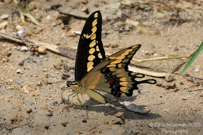 Western Giant Swallowtail