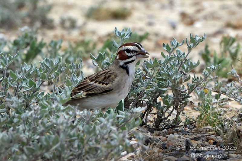 Lark Sparrow