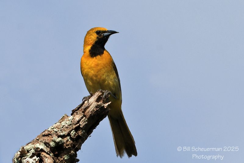 Hooded Oriole