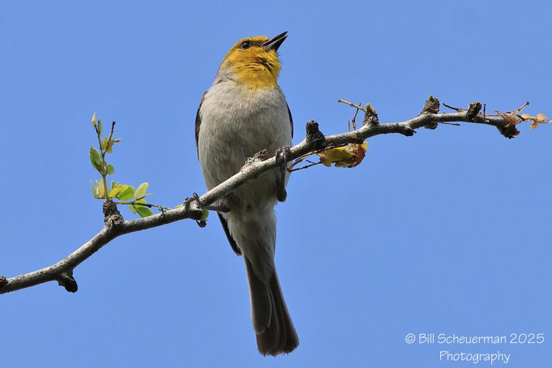Verdin