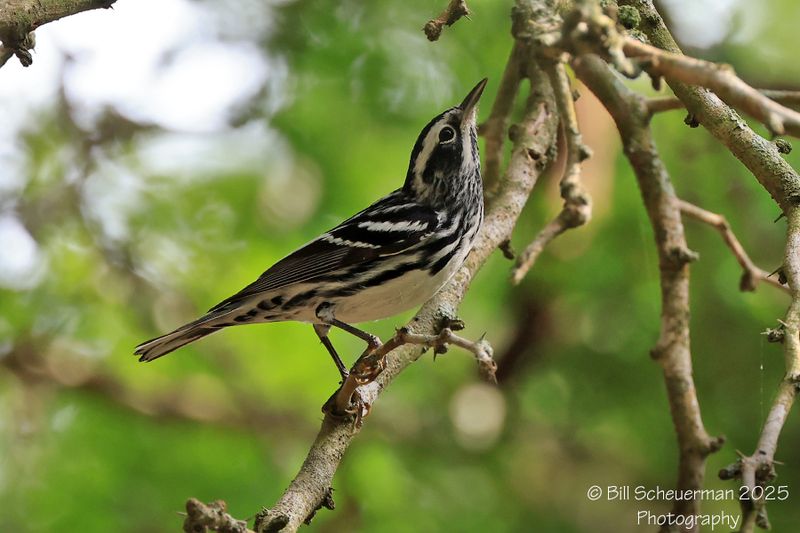 Black and White Warbler
