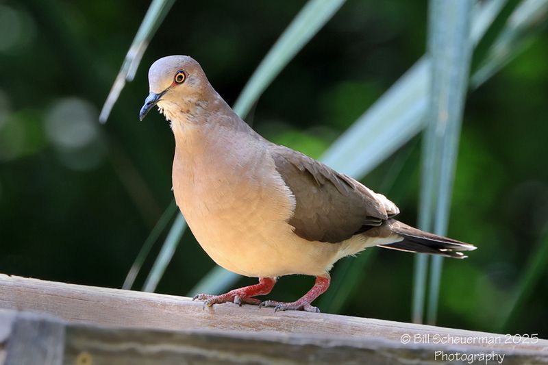White-tipped Dove