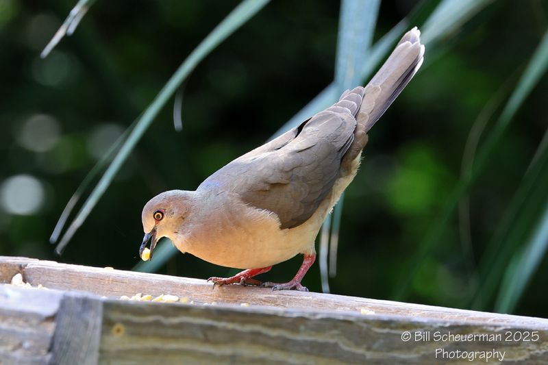 White-tipped Dove