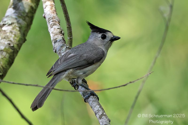 Black-crested Titmouse