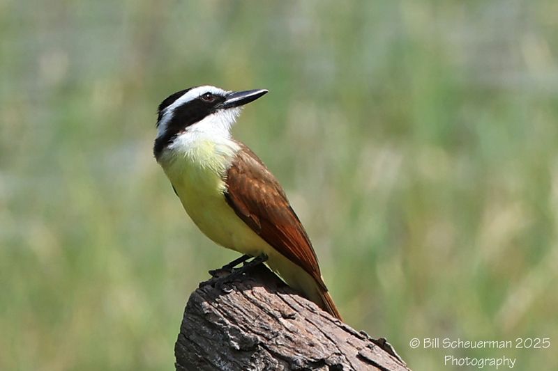 Great Kiskadee
