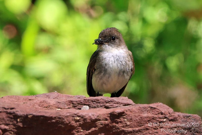 Eastern Phoebe