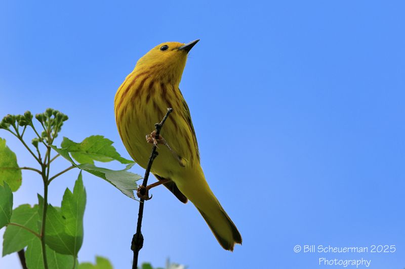 Yellow Warbler