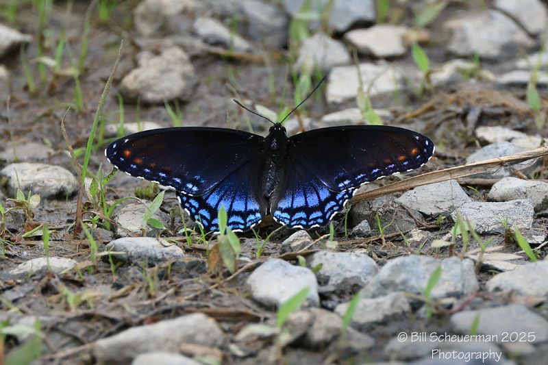 Northeast Wildlife