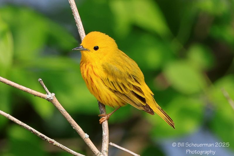 Yellow Warbler