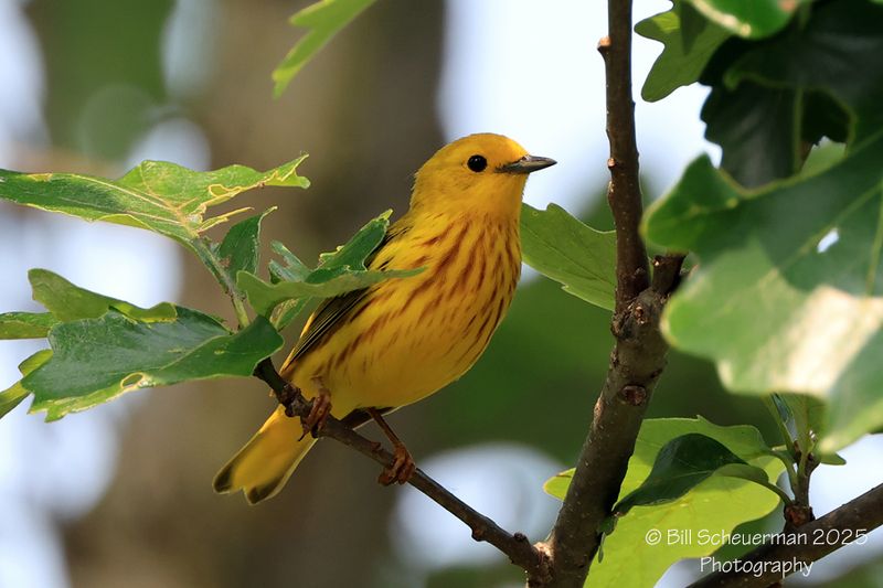 Yellow Warbler