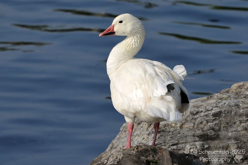 Snow Goose