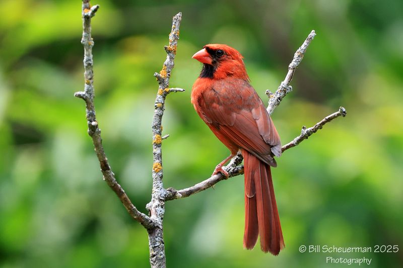 Northern Cardinal