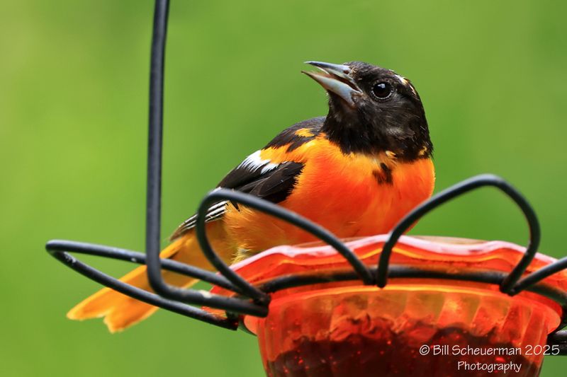 Baltimore Oriole