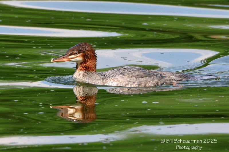 Northeast Wildlife