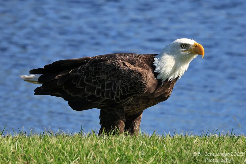 Florida Wildlife
