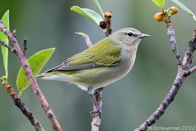 Tennessee  Warbler