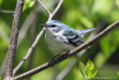 Cerulean Warbler