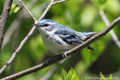 Cerulean Warbler