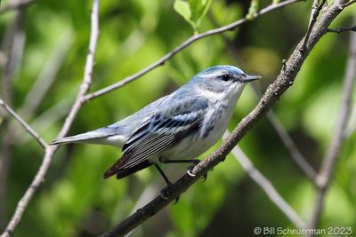 Cerulean Warbler