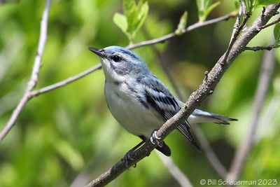 Cerulean Warbler