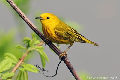 Yellow Warbler