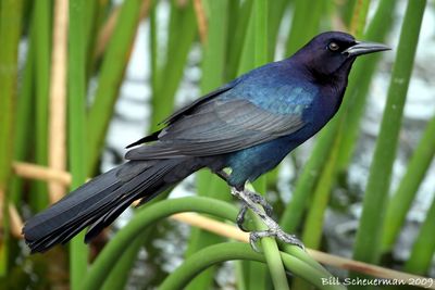 Boat-tailed grackle