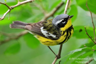 Magnolia Warbler