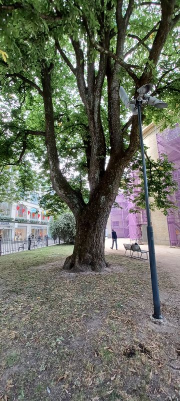 Huge tree planted in 1851 on the grounds around Gothenburg Cathedral