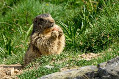 _DSC0558_01.JPG