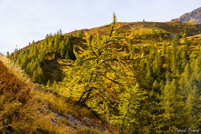 _DSC5190_vignettes.jpg