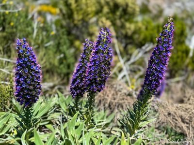 IMG_5152_vignettes.jpg
