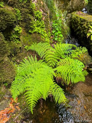 IMG_E4454_vignettes.jpg