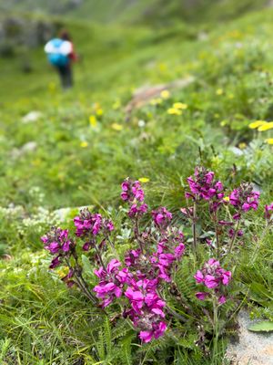 IMG_6668_vignettes.jpg