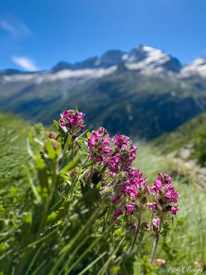 IMG_6991_vignettes.jpg
