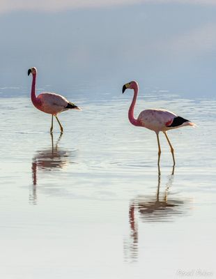 _DSC1091-Modifier_vignettes.jpg