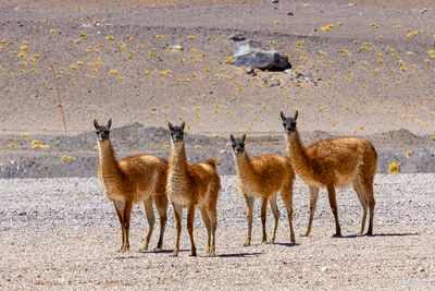_DSC1734_vignettes.jpg
