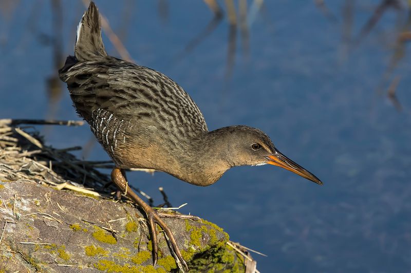 11/26/2022  California Ridgways rail (Rallus obsoletus)