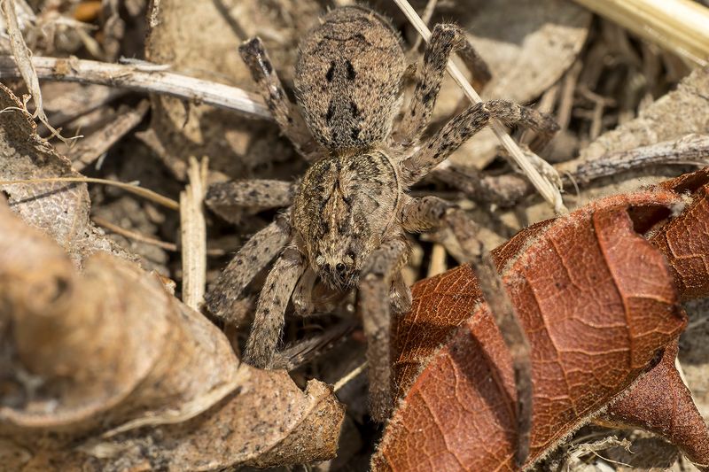 8/21/2022  Zoropsis spinimana  (False Wolf Spider)