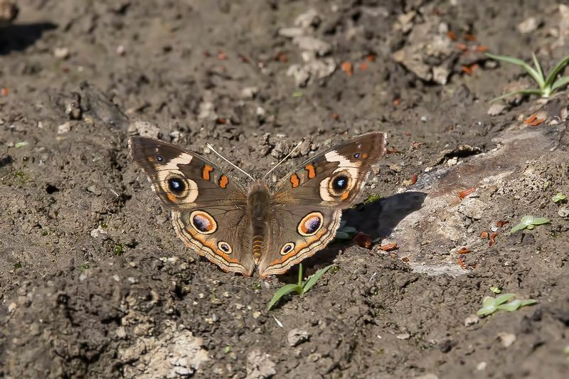 8/29/2022  Common Buckeye  (Junonia coenia)