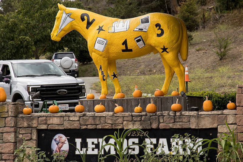 9/20/2022  Lemos Farm Painted Horse