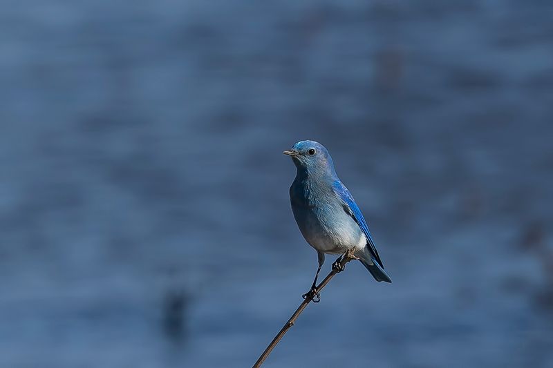1/22/2023  Mountain bluebird (Sialia currucoides)