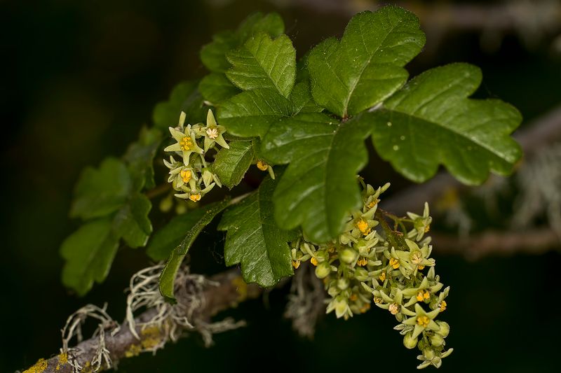 4/29/2023  Toxicodendron diversilobum (Poison Oak) flowers and leaves