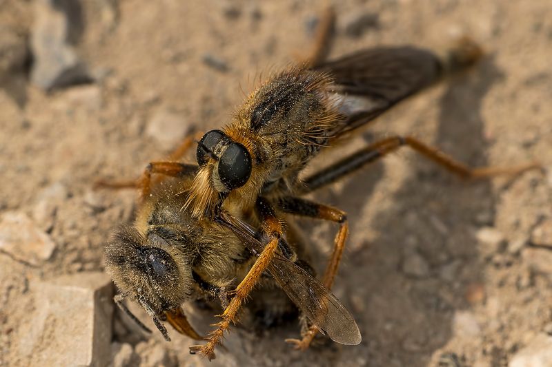 5/24/2023  Robber Fly with Bee (Stenopogon spp.)