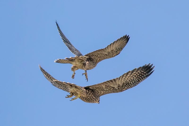 5/31/2023  Peregrine falcons at the Fruitvale bridge