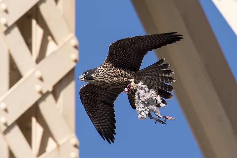 6/2/2023  Peregrine falcon with prey